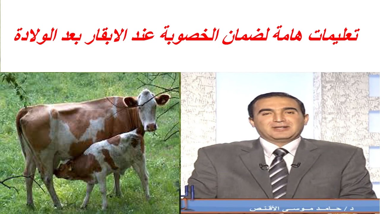 تعليمات هامة لضمان الخصوبة عند الابقار بعد الولادة