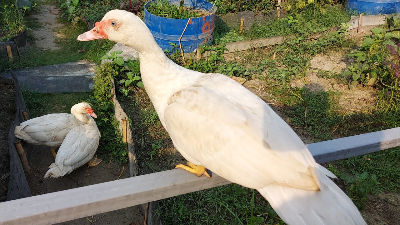 আমাদের নতুন সদস্য “মাস্কোভি” হাঁস 🦢