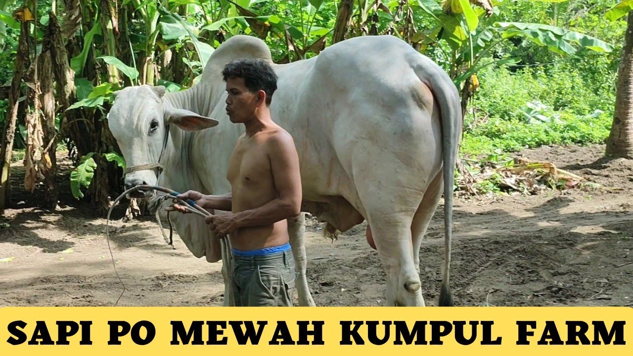 Pejantan Sapi PO Mewah Kumpul Farm,Terkenal Se Antero Kebumen Untuk Dicari Keturunannya