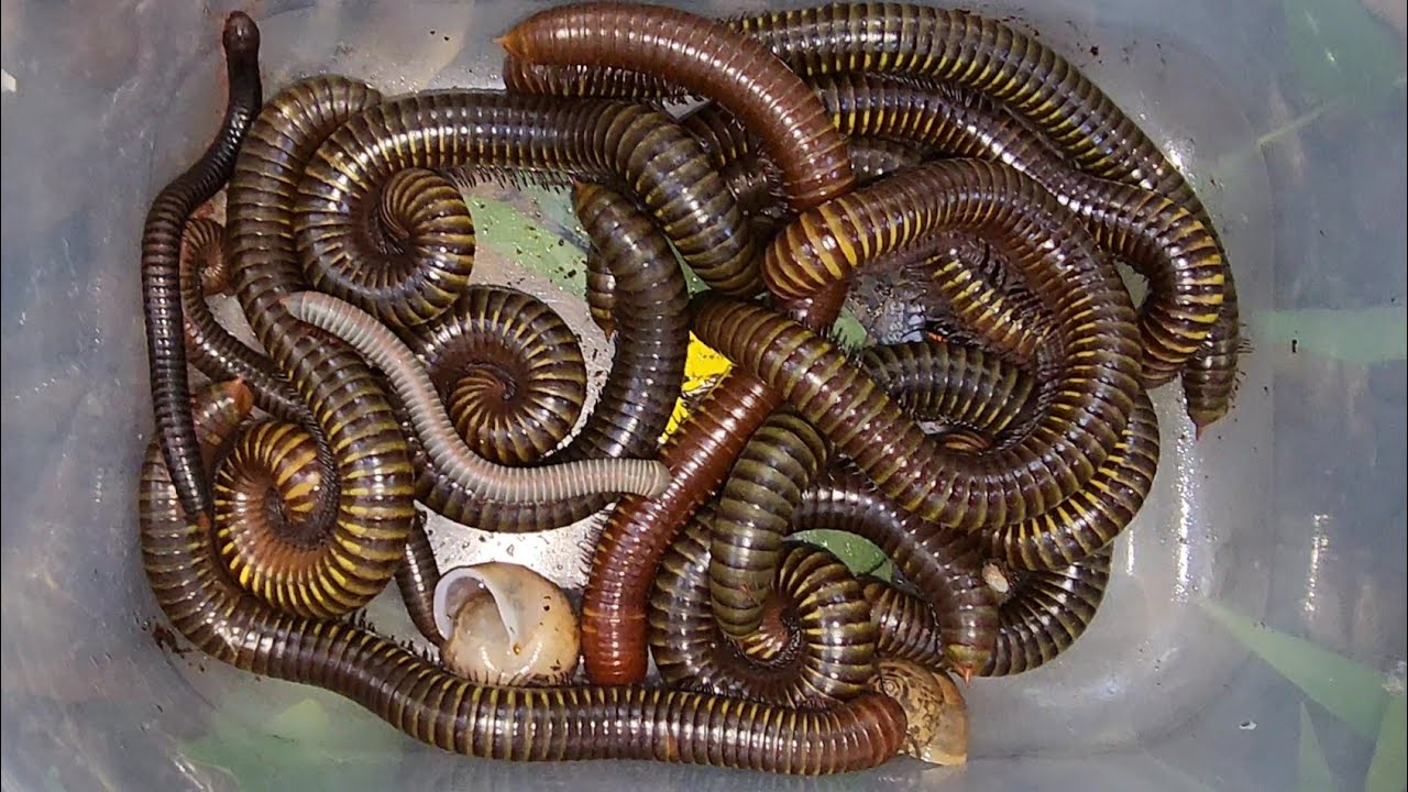 Outdoor Explore The African Giant Millipedes, And Red Spotted Millipedes In The Secret Area