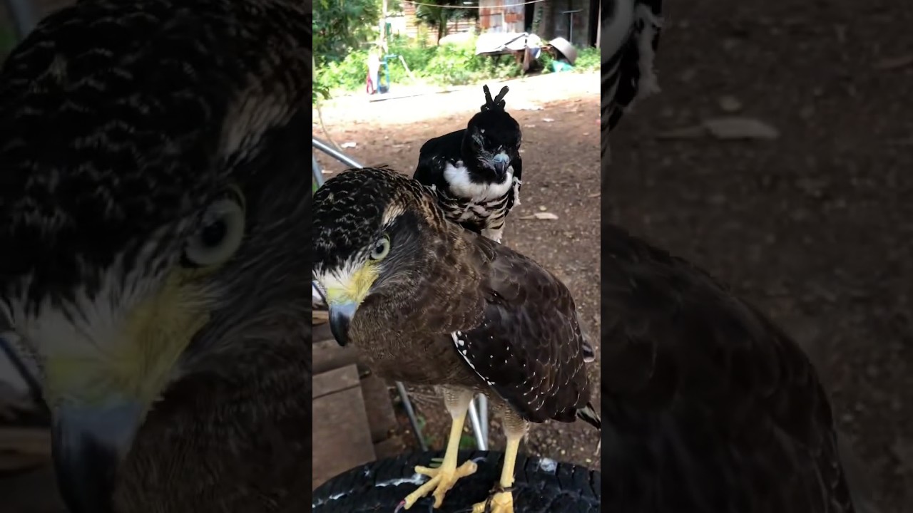 CROWN EAGLE LOOKS AMAZING 🤩🦅🔥#eagle #eagleshorts #birds #birdofprey #wildlife #shorts