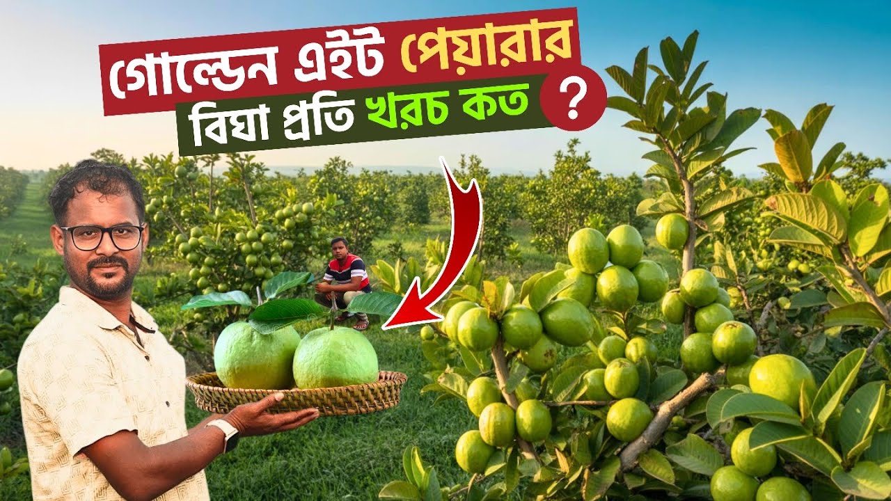 পশ্চিমবঙ্গে গোল্ডেন এইট পেয়ারা চাষে বিঘা প্রতি খরচ কত? | Golden Eight Peara Farming Cost in Bengal