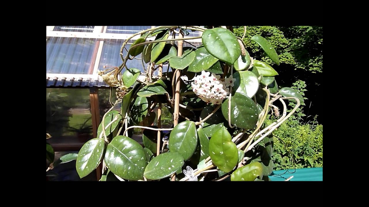 A Few Minutes With Hoya crassifolia & Hoya motoskei