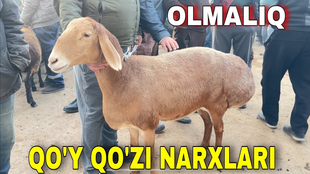 OLMALIQ MOL BOZORI. BUG&rsquo;OZ QO&rsquo;YLAR , QO&rsquo;CHQORLAR NARXLARI.