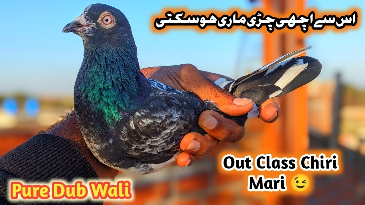 Is Se Achi Chiri Mari Nahi Ho Sakti | Pure Dub Wali😉 | || Subscribe Pigeon Entertainment ||