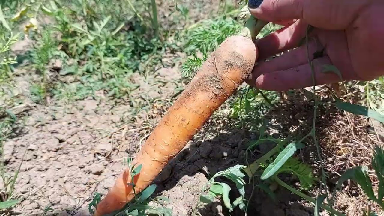 Что мы сажаем рядом с морковью? Хорошие соседи и плохие соседи для моркови