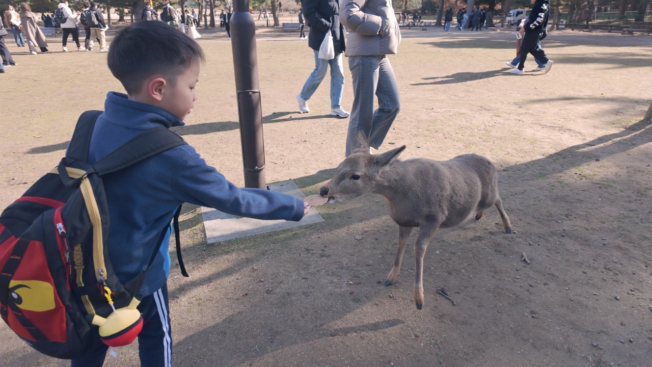 12/12/2025 日本大阪行 OSAKA 第2天 奈良/なら/Nara  東大市/とうだいじ/Tōdai-ji