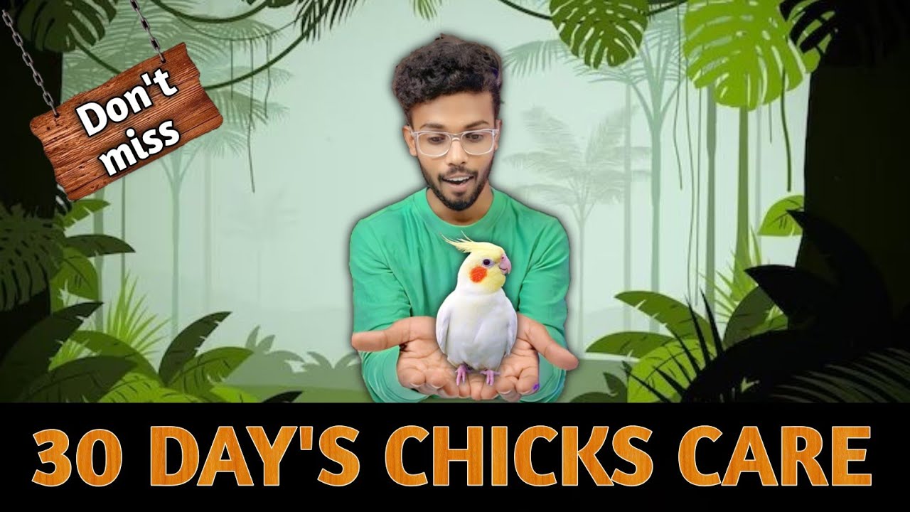 30 Days Cockatiel chicks care || V2BIRDS || #birds #cocktailbreeding #cockatiel