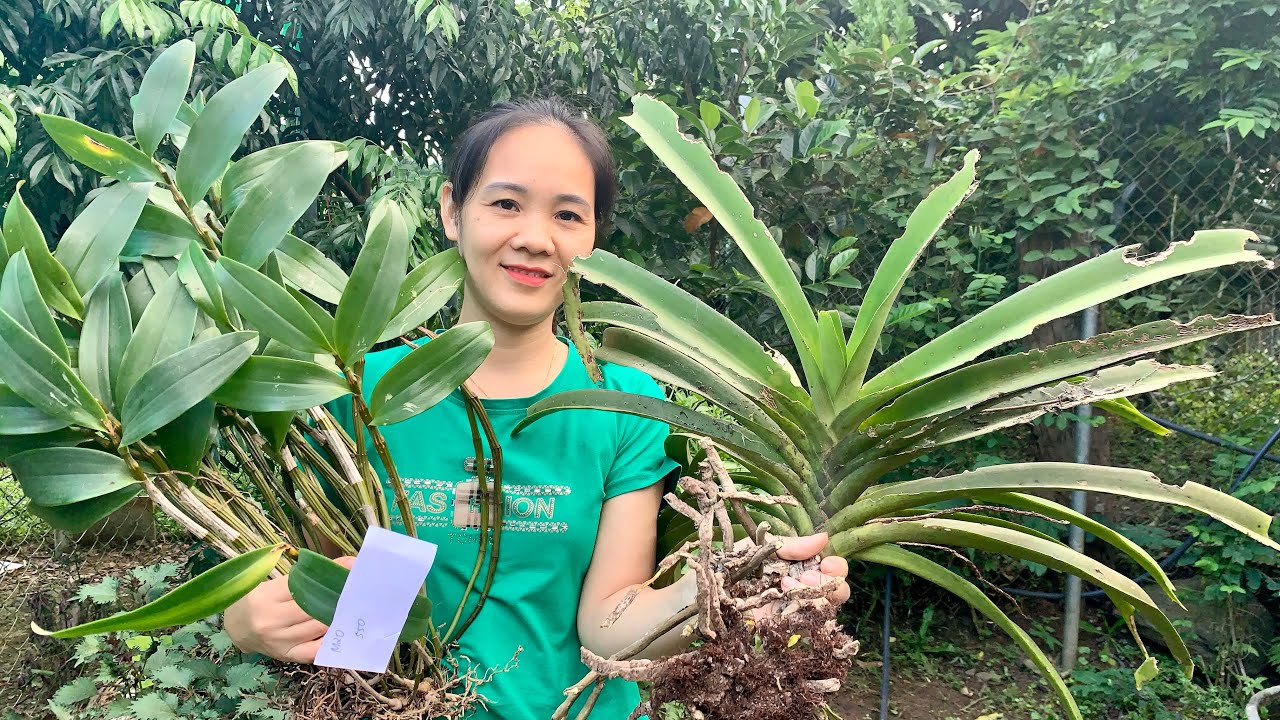 03/3/2026 EM NGỌC LAI CH&Acirc;U B&Aacute;N LAN RỪNG 0975 999 767  || PHONG LAN RỪNG