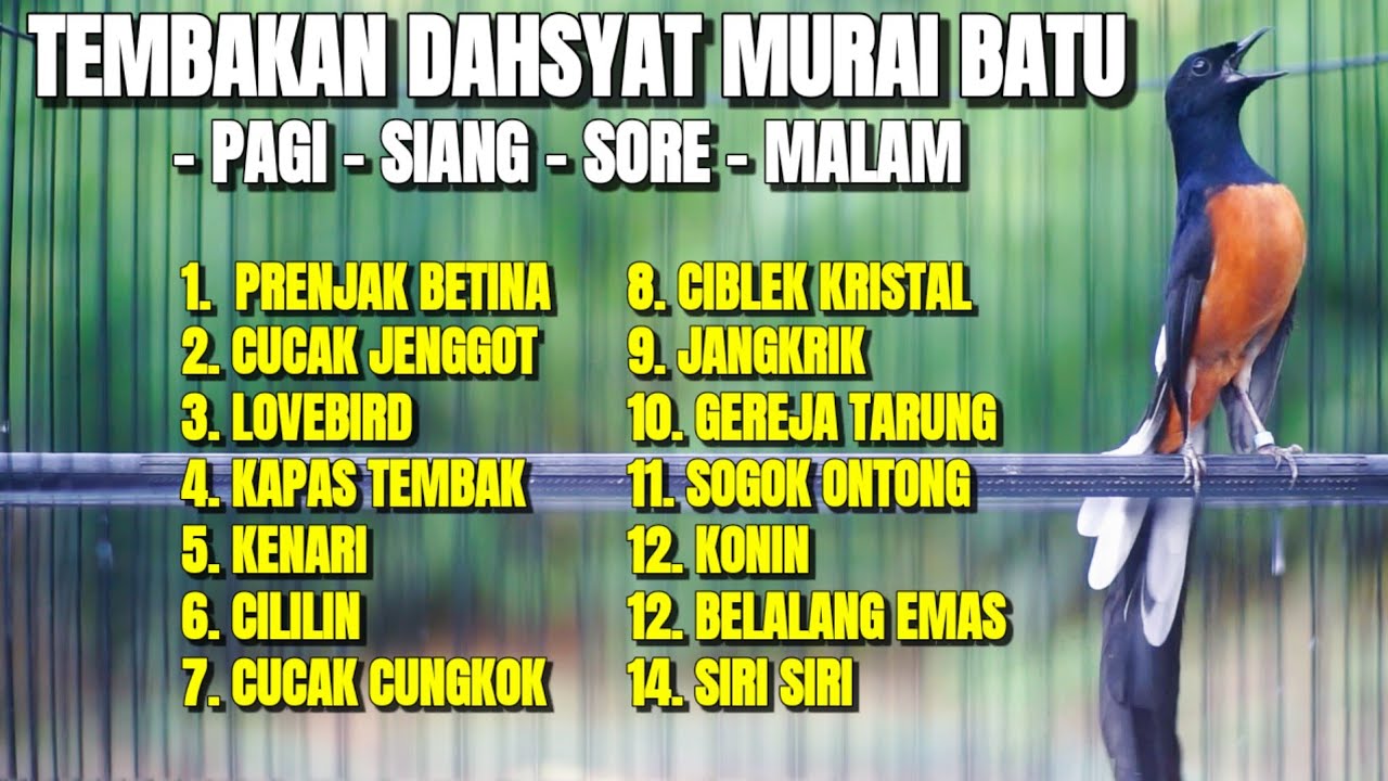 TEMBAKAN MURAI BATU COCOK BUAT MASTERAN PAGI SIANG SORE 100% AMPUH BIKIN LAWAN IKUT BONGKAR ISIAN