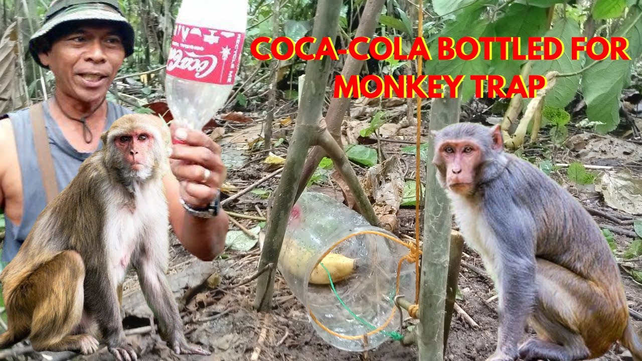 COCA-COLA BOTTLED FOR MONKEY TRAP // MABISANG PANG HUNTING SA UNGGOY