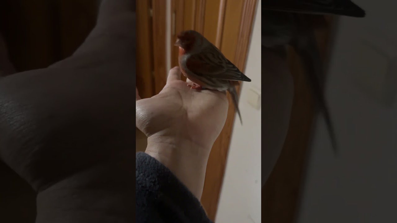 Canario en mi mano #canario #titocanario