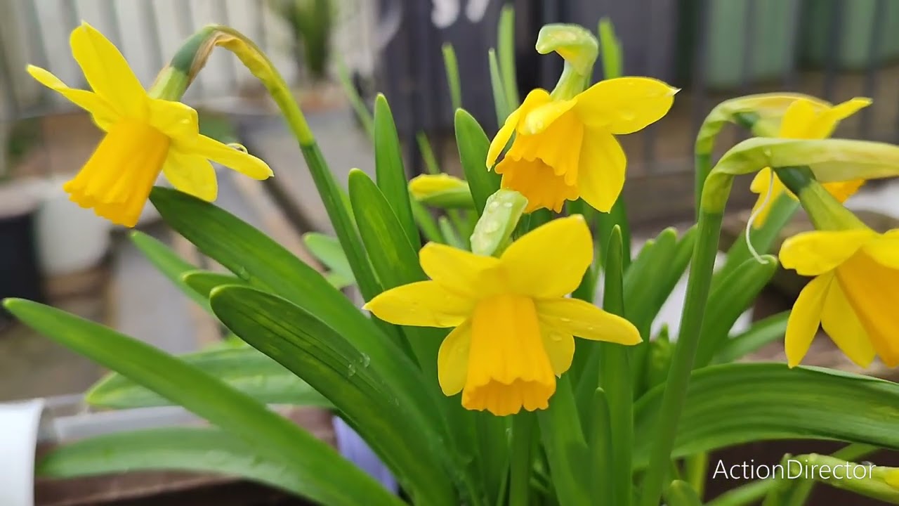 TET A TET Daffodils 