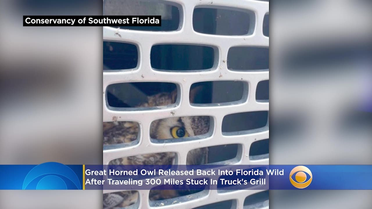 Great Horned Owl Released Back Into Florida Wild After Traveling 300 Miles Stuck In Truck's Grill