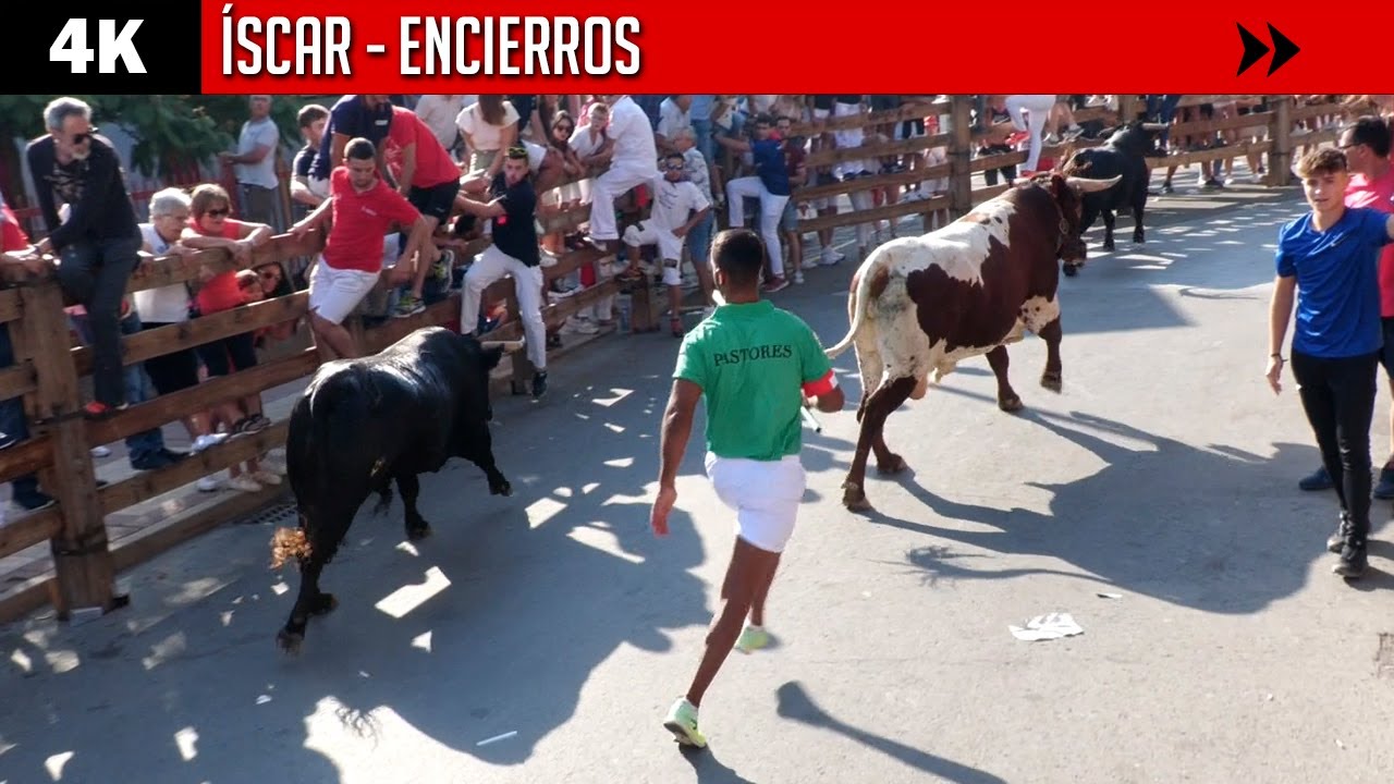 ÍSCAR (VALLADOLID) ▶ Encierros y capeas con toros de varias ganaderías
