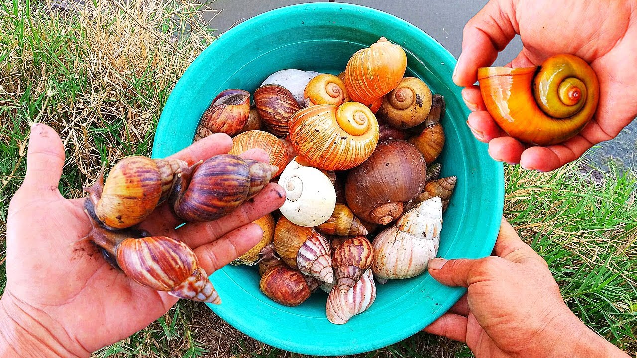 HUNTING! SERU, Mencari dan Menemukan Keong Bekicot Emas, Siput, Cangkang Keong & Bekicot Albino