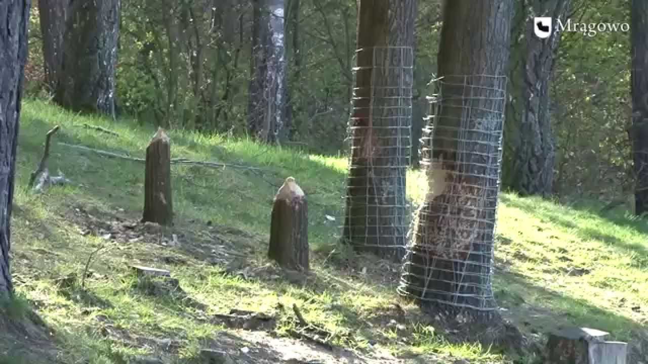 Ratujemy drzewa przed bobrami