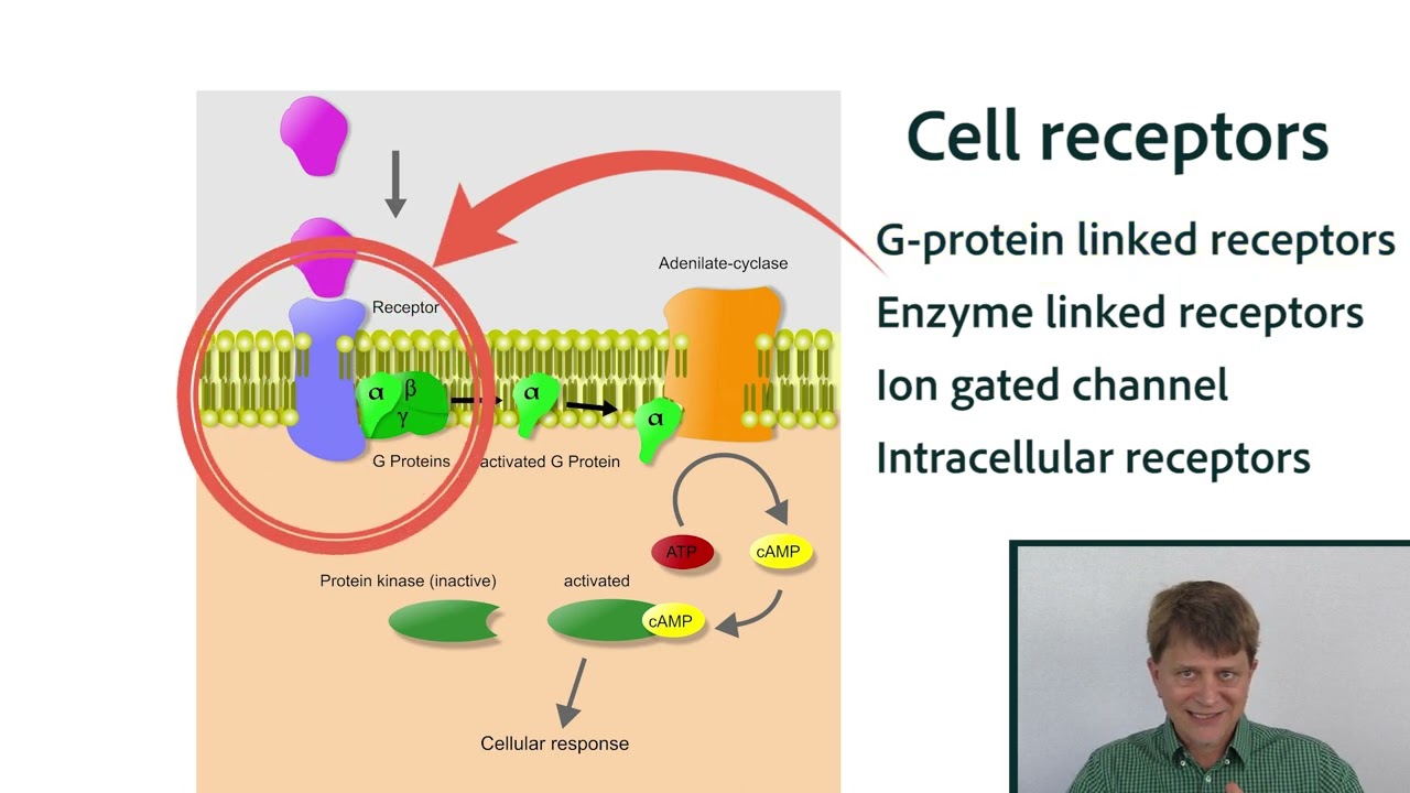 Cellular Receptors