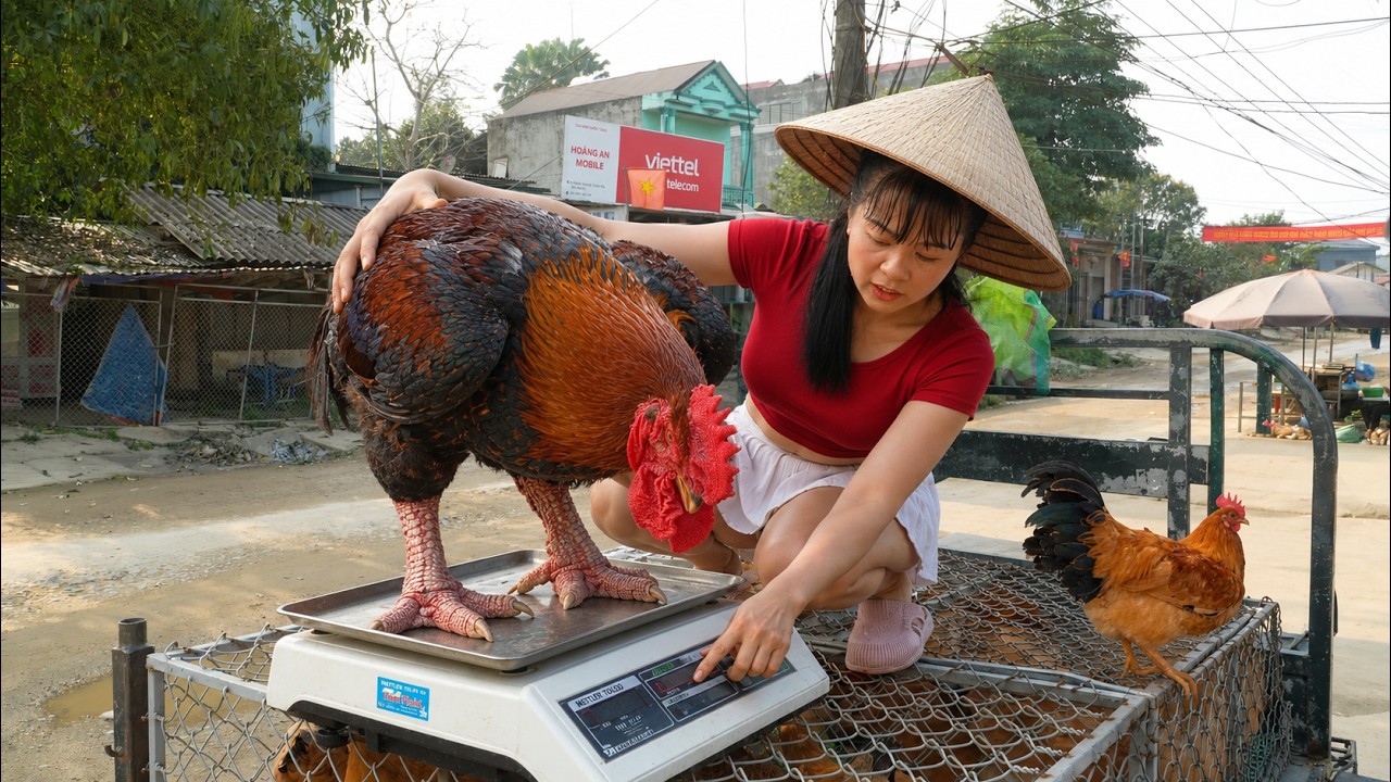 [ TIMELAPSE ] She Weighed a Huge Chicken at the Market and Sold It for a Big Price