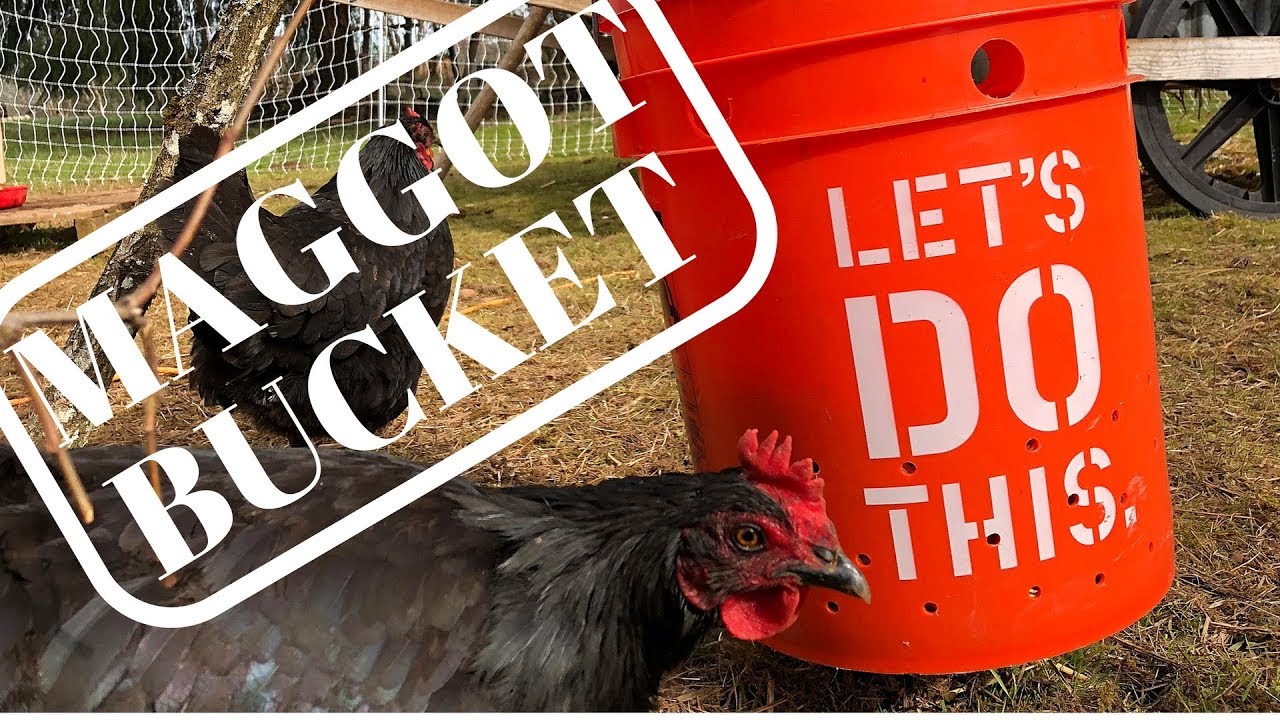 Maggot Bucket = Free Chicken Food!