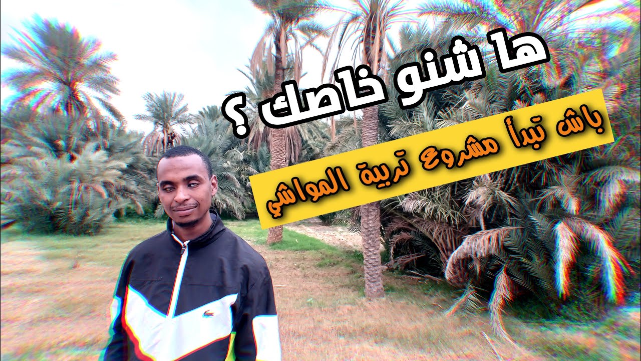 هاشنو خاصك باش تبدأ مشروع تربية الاغنام | تربية المواشي مع #mrbou7tinjdadtv 