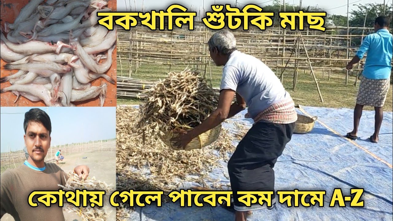 শুটকি মাছ !! বকখালি বালিয়াড়া সাবাড়ের শুঁটকি মাছ | bakkhali baliara dry fish 