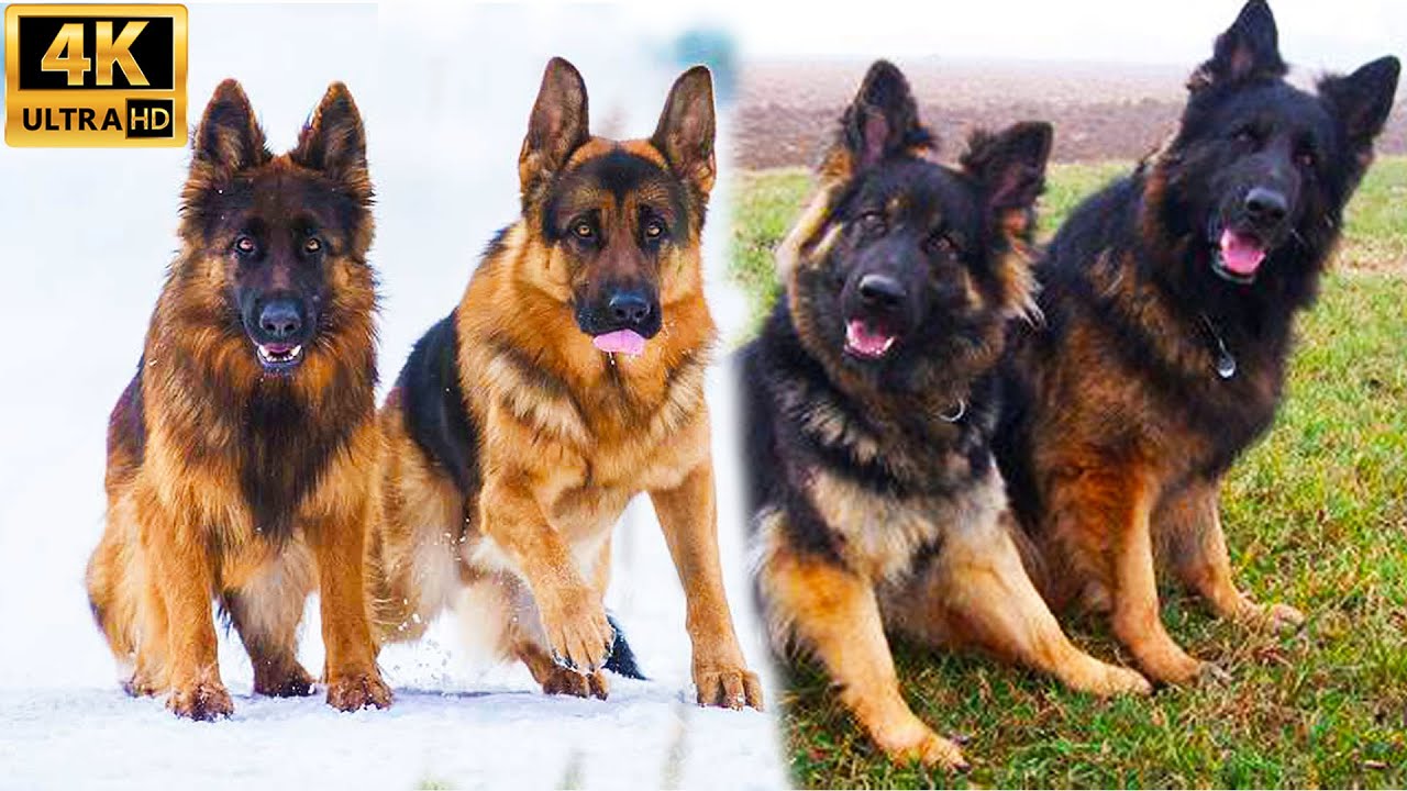 Asad Brohi Dogs Kutta Setup | Imported German Shepherd, Siberian Husky, Shih Tzu Dogs, Pug Dogs,