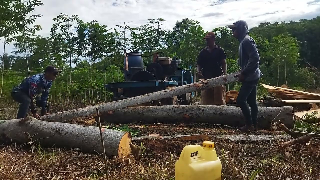 Graji kayu Pete buat papan cor#grajikayu#pemula#chainsaw#tetepsemangat 