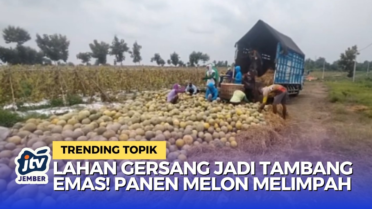 Inovasi Irigasi Tetes: Melon Situbondo Jadi Buruan di Surabaya & Jakarta