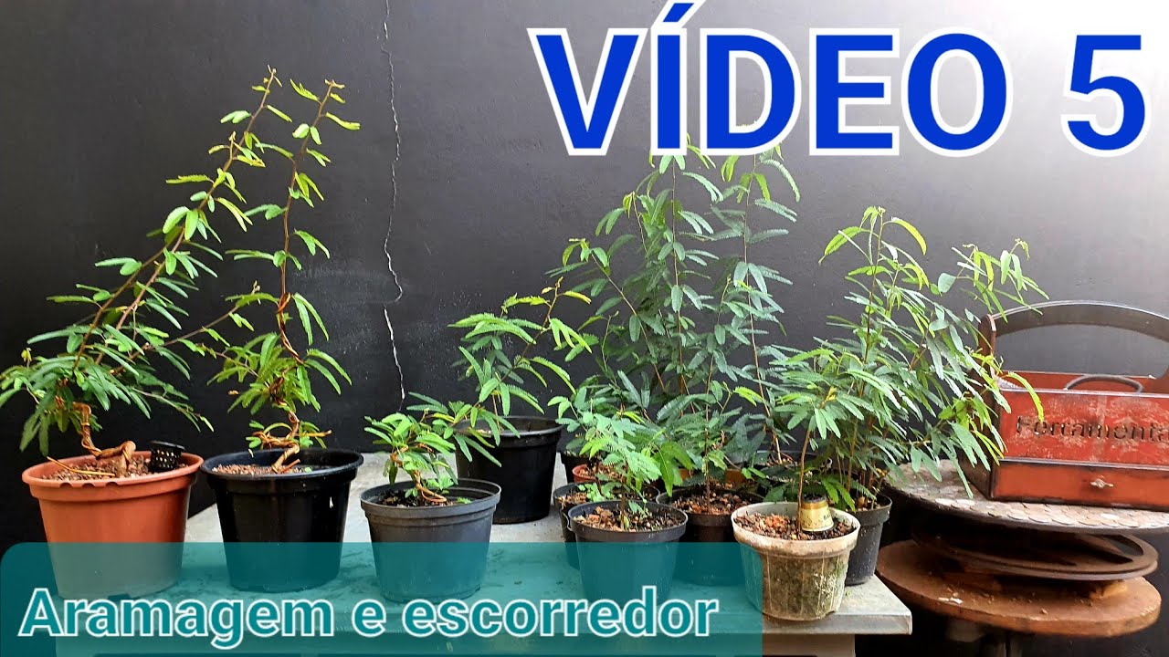 Caliandra - Bonsai apartir de semente, Vídeo 5