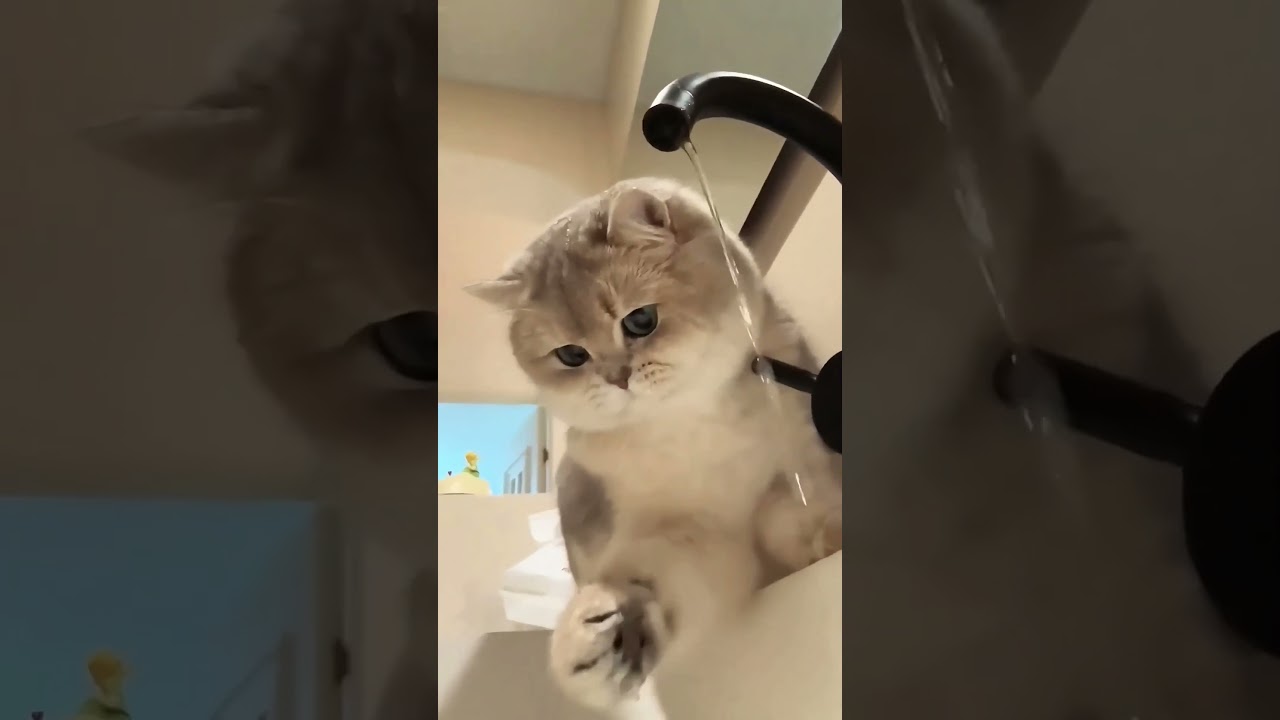 Funniest CATS #cat #fun #animal #cat #viral
