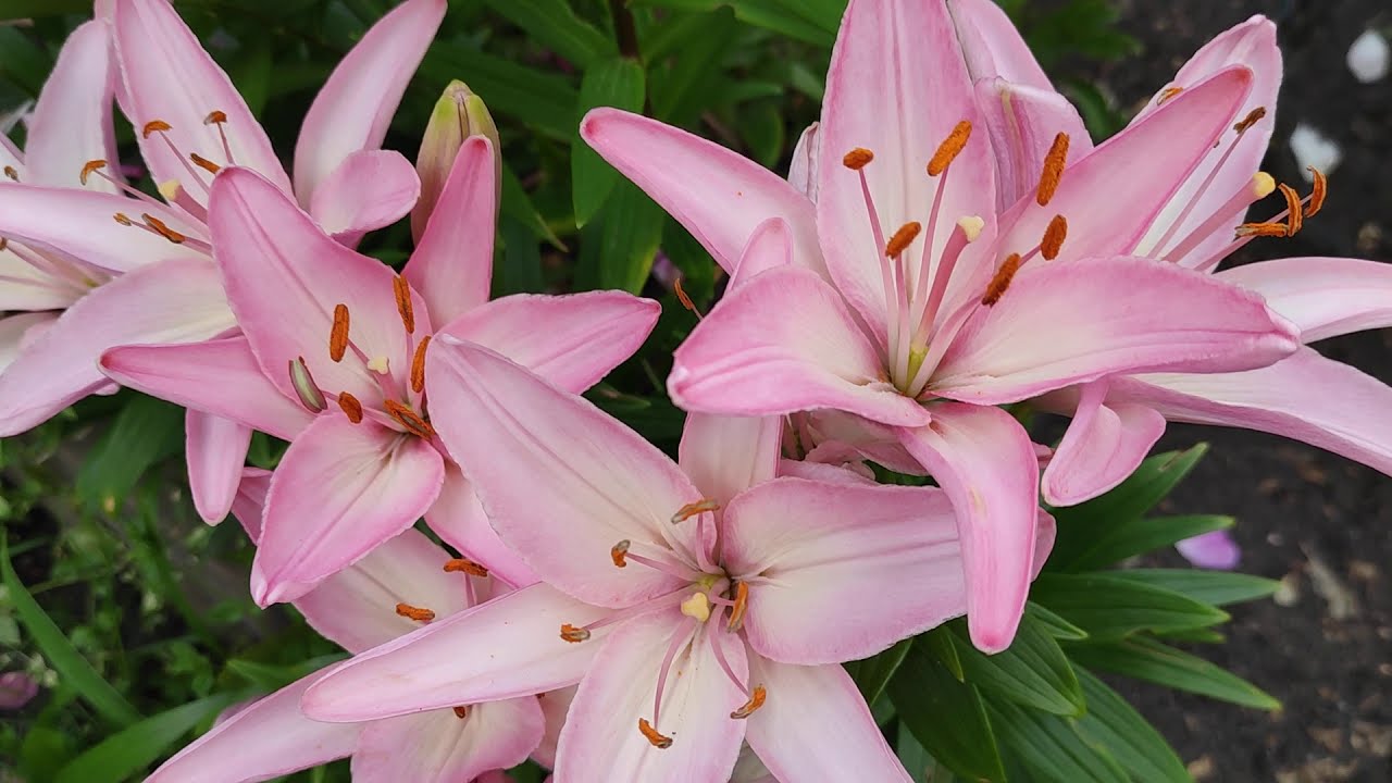 Цветущий сад 8 июля .Blooming roses  in garden.
