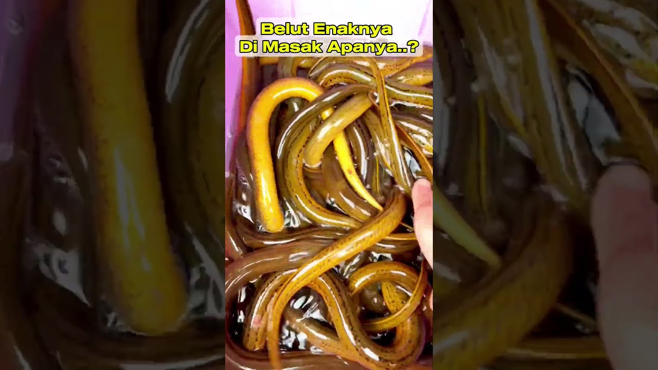 Panen Belut Jumbo 