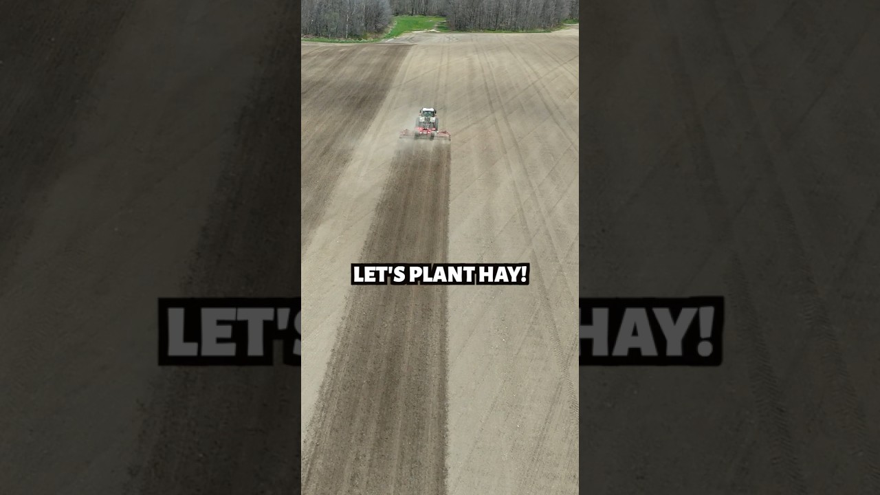 HOW WE PLANT HAY!! ...to feed our sheep.