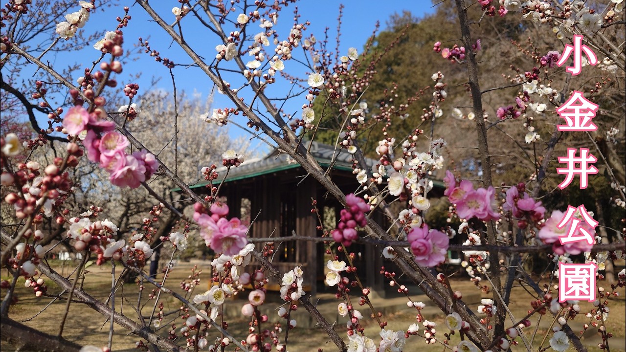 20260218 小金井公園🌺見頃の梅