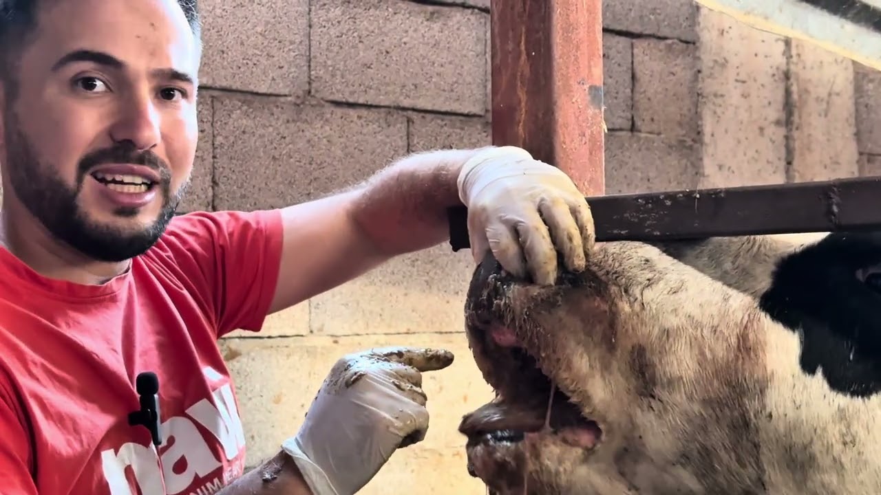 1 inekten 15 ineğe Şap hastalığının tedavisini yapıyoruz