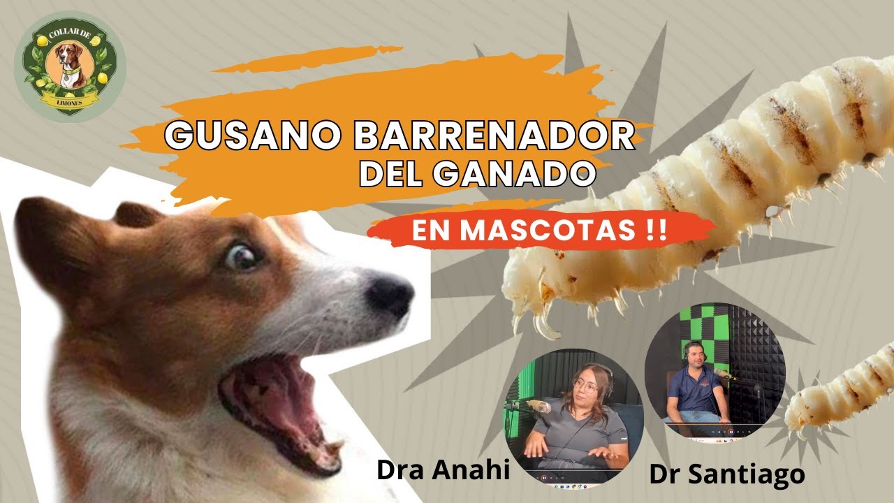Gusano Barrenador: La Plaga que 