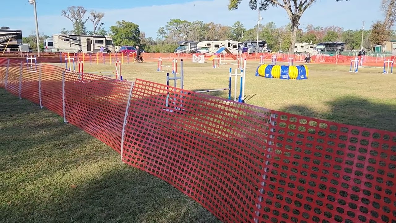 Oliver AKC Ocala January 2026