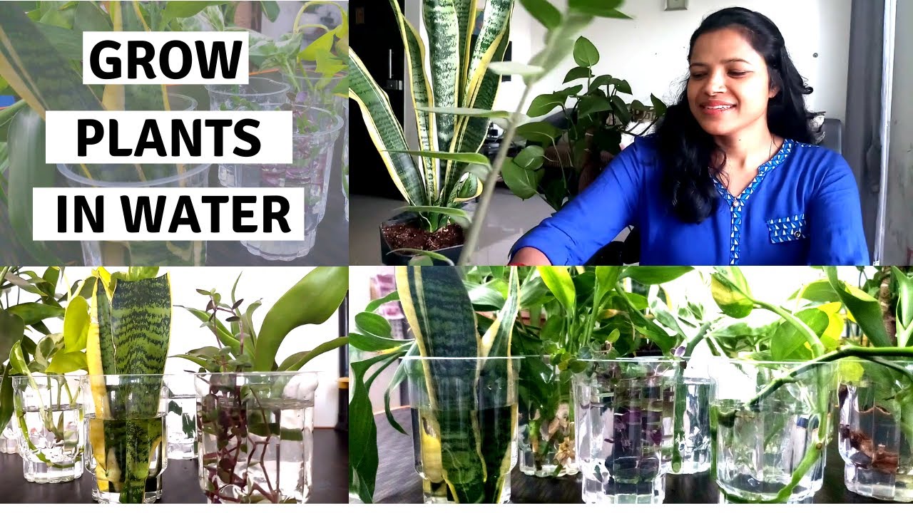 Grow Indoor Plants in Water at Home| Grow Plants from Stem cutting| e URBAN ORGANIC GARDEN