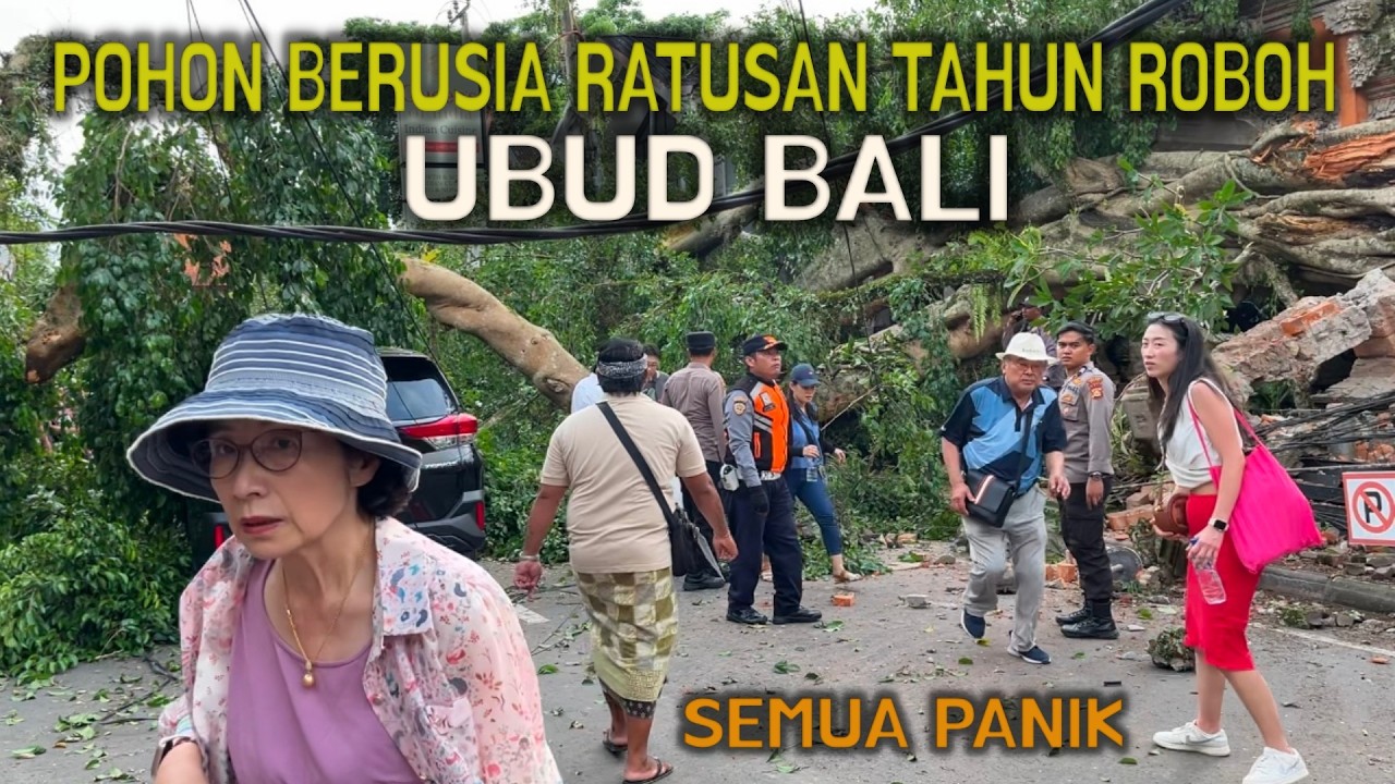 NGERI! DETIK DETIK POHON RATUSAN TAHUN ROBOH DI UBUD SEMUA PANIK