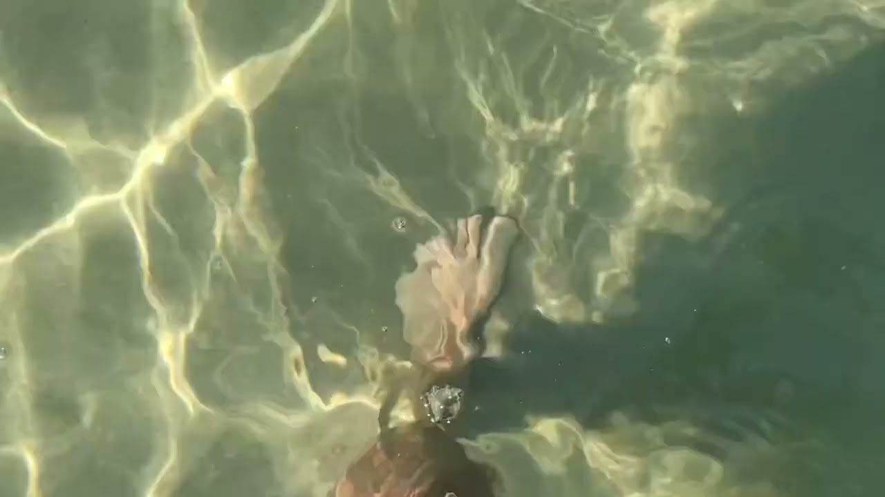 Marina di Lesina FG