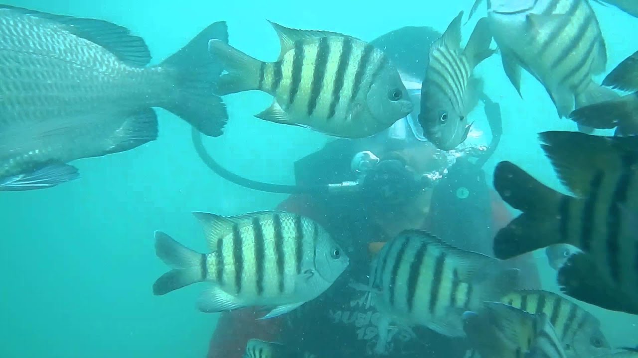 Tarkarli Beach scuba diving