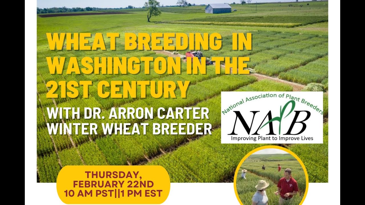 Wheat Breeding in Washington in the 21st Century with Dr. Arron Carter.