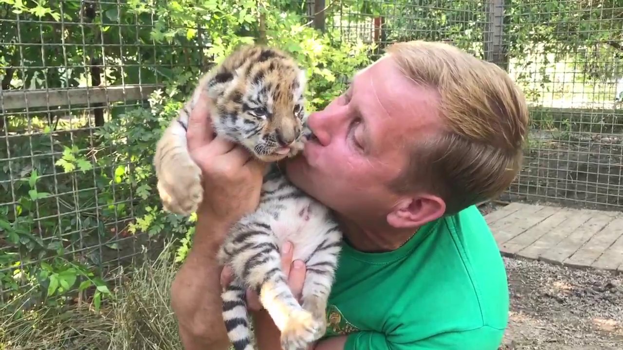 Тигрята - полосатое счастье Олега Зубкова. Тайган. Little tigers cubs - striped happiness. Taigan.