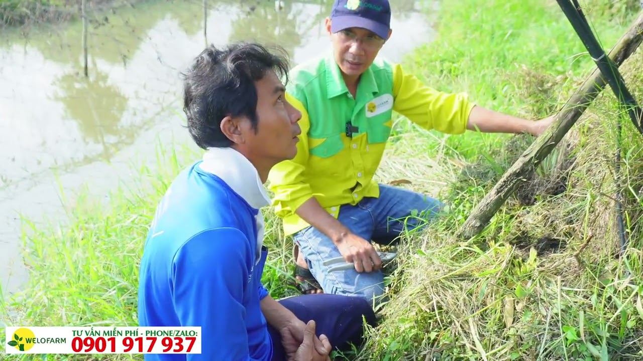 Hướng Dẫn Xử Lý Mô Sầu Riêng ,Chuẩn Bị Làm Bông Mùa Nghịch Hiệu Quả