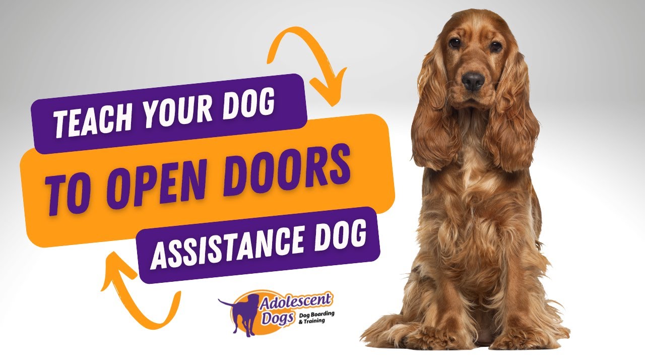 Assistance Dog Task Training : Teach your dog to open doors