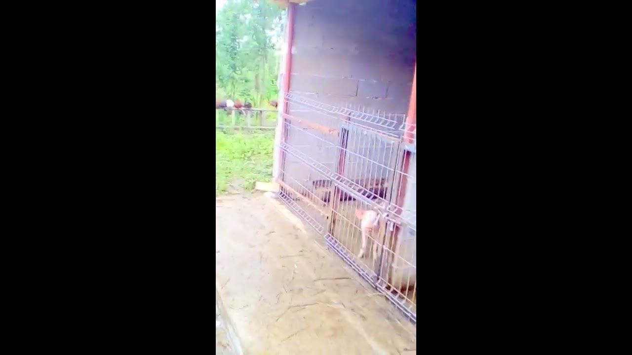 Copie a videoclipului Anexa porci
