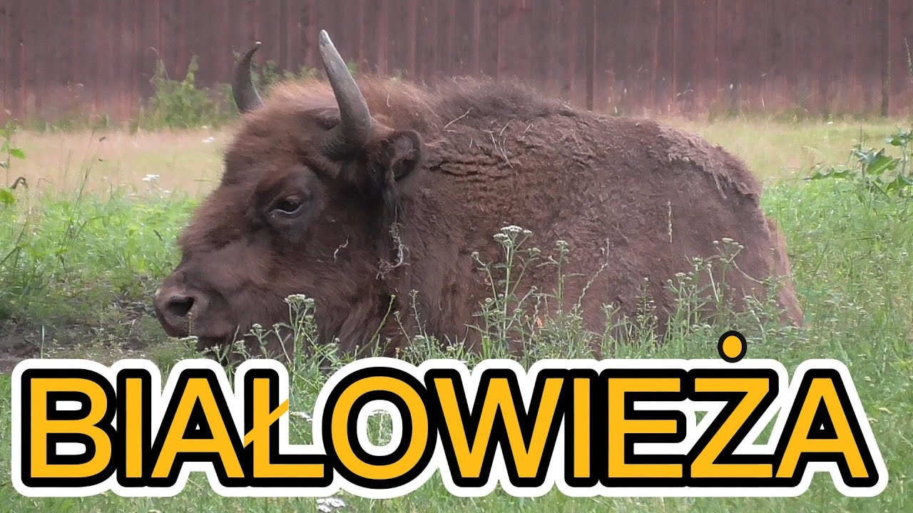 Białowieża - Park Narodowy - Rezerwat Żubrów
