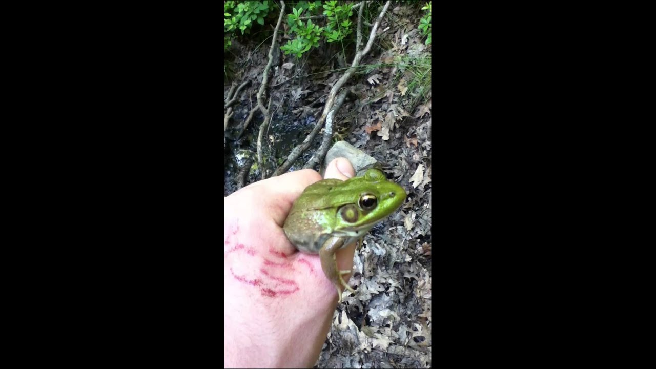 Large northern green frog