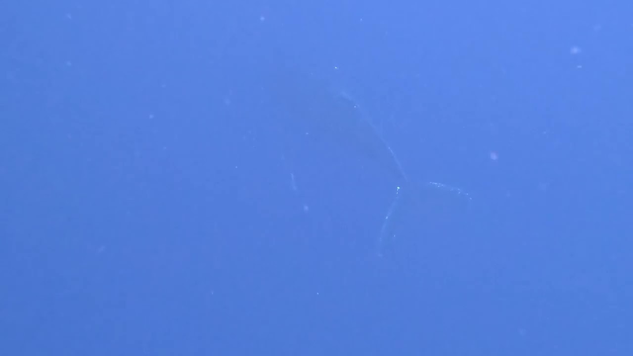 奄美大島ホエールスイム　大声量！！